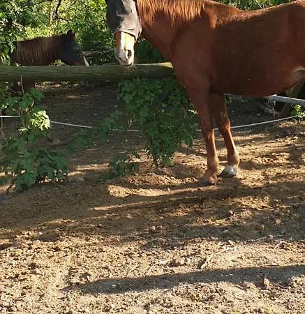 Mainardi Agriturismo Casa di campagna *