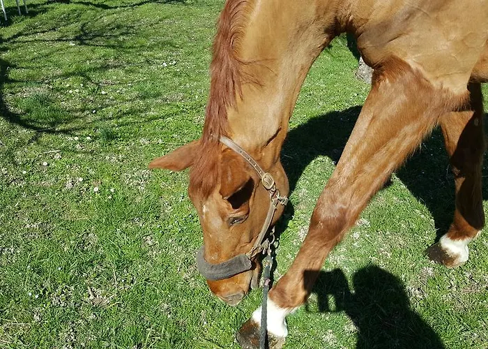 Mainardi Camino al Tagliamento